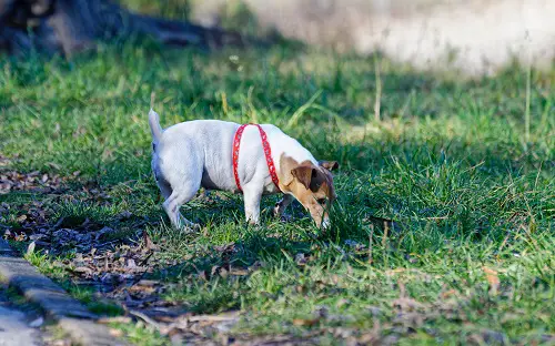 Dog Sniff During Walk