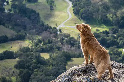 Dog Sniff Landscape