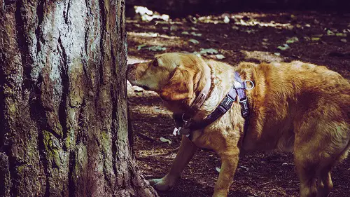 Dog Walk Sniff Tree