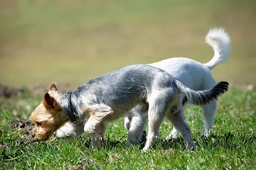 Dogs Walk And Sniff