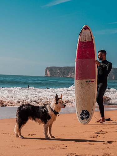 Dog Introduce Surfboard
