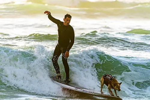 Dogs Enjoy Surfing With Men