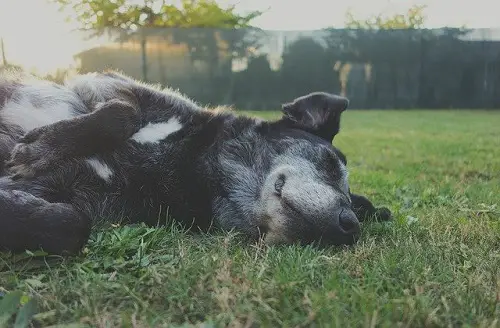 Exhausted Dog Sleep