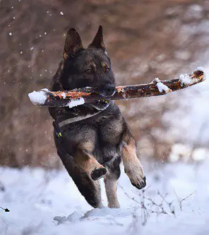 Protective German Shepherd Running