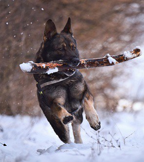 German Shepherd Running