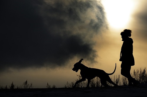 Great Dane Running With Person