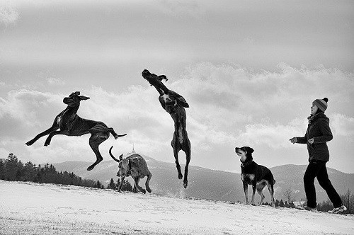 Dog Exercising Running