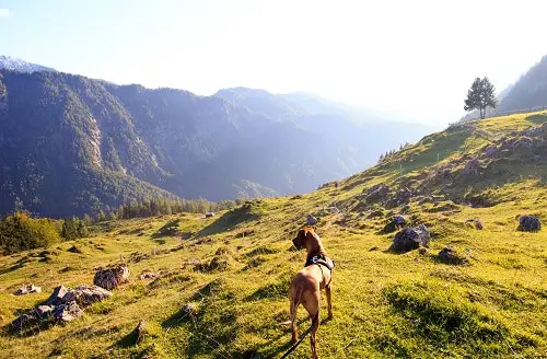 Great Dane Running Mountain