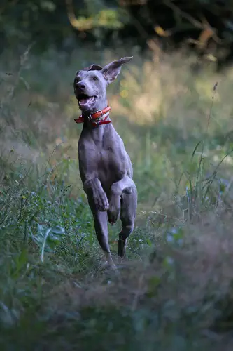 Dog Running In Grass