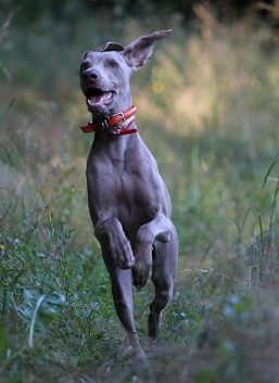 Large Dog Running