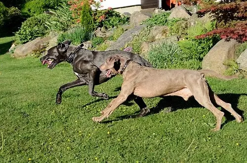 Great Dane Running Backyard