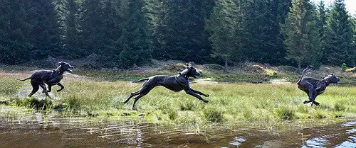 Great Dane Running Fast