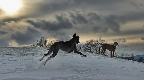 Great Dane Running In Snow