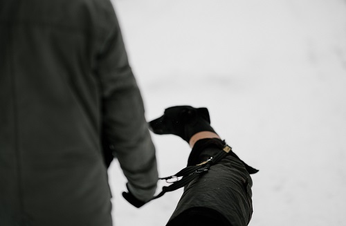 Greyhound Hiking In Snow