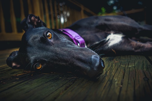 Greyhound Lay Down