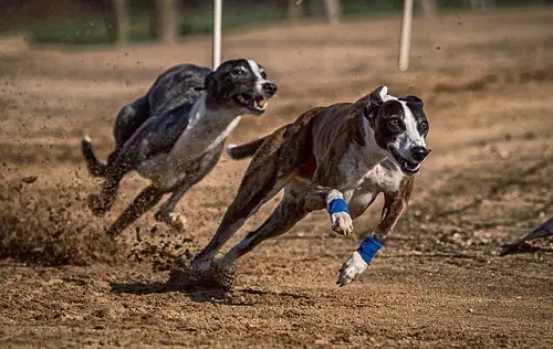 Greyhounds Running Fast