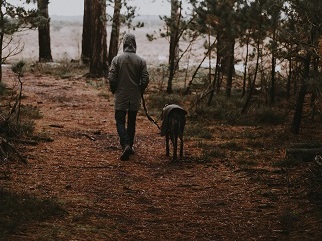 Greyhound Hiking In Woods