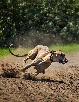 Greyhound Running Full Speed