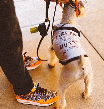 Dog Prepare Running Long Distance