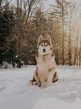 Husky Run Cold