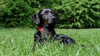 can labradors run long distances