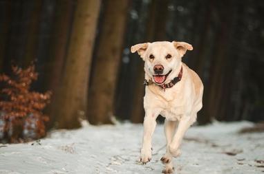 can labradors run long distances