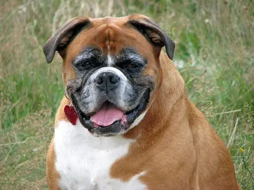 Old English Bulldog