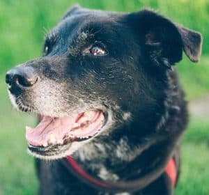 Old Dog In The Grass