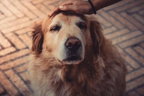 Active Old Golden