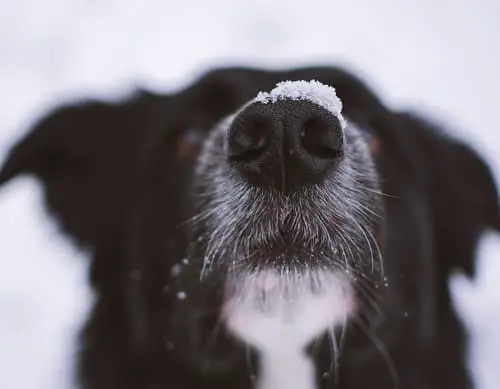 Old Dog In Snow