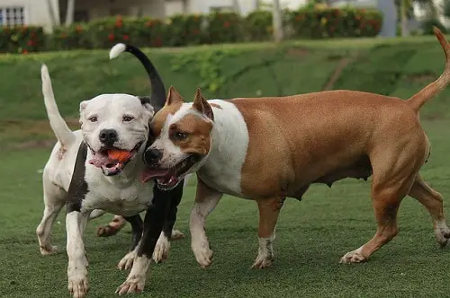 Pit Bulls Exercise Together