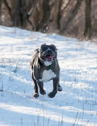 Pit Bull Running In Snow