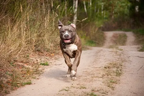 Pit Bull Running On Trails