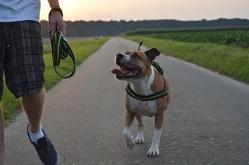 Pitbull Running/Walking Off Leash