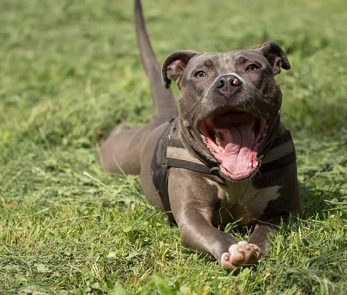 Pit Bull Waiting To Run 