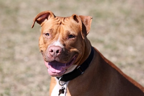 Pit Bulls Running Partners