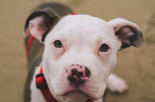 Puppy Pit Bull