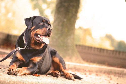 Guard Dog Safe Running Partner