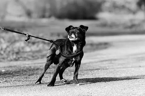 Dog Pulling On The Leash