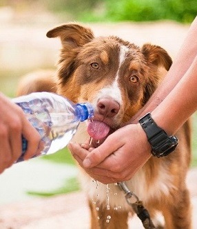 Run With Your Dog When Hot