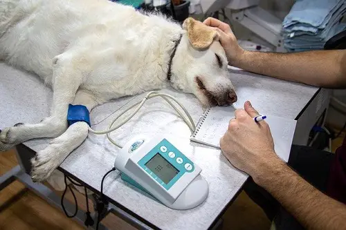 Dog Veterinary