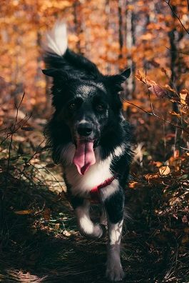 Border Collie Running Long Distances