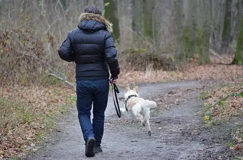 Labrador Running Off-Leash