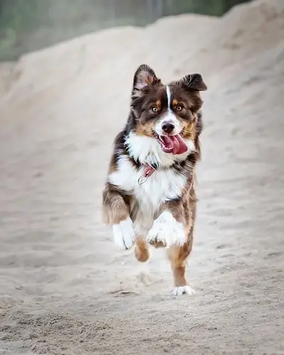 Beautiful dog running in the sand!