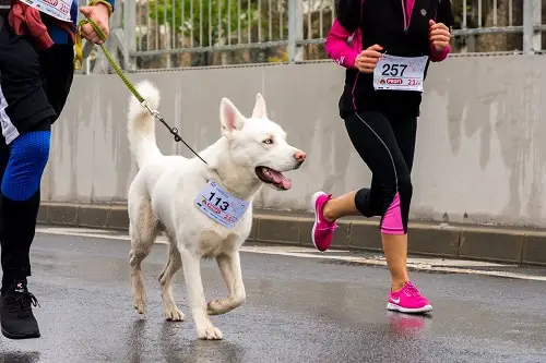 Dog Running Race