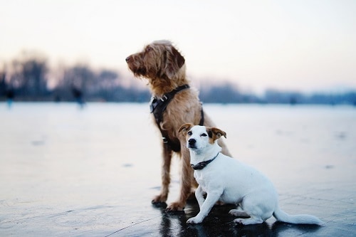 Small vs Large Family Dog