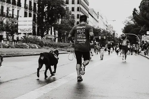 Dog Running Race