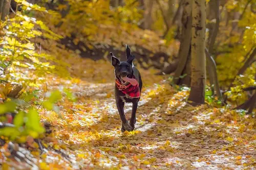 How many days a week can I run with my dog?