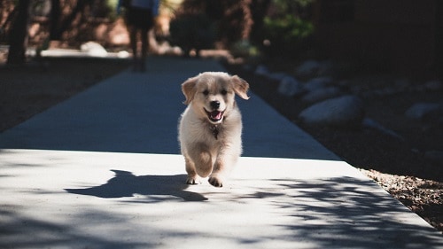 Puppy Running On Pavement