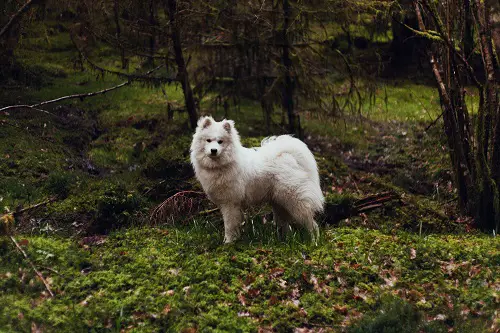 Samoyed Running In The Forest